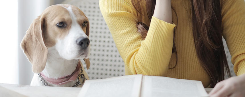 犬に嬉しいプロバイオティクス。プレバイオティクス、シンバイオティクスの違いって？