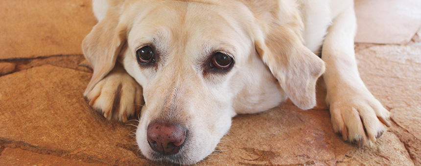 犬のダイエットのコツ！我慢のストレスを軽くする食事回数