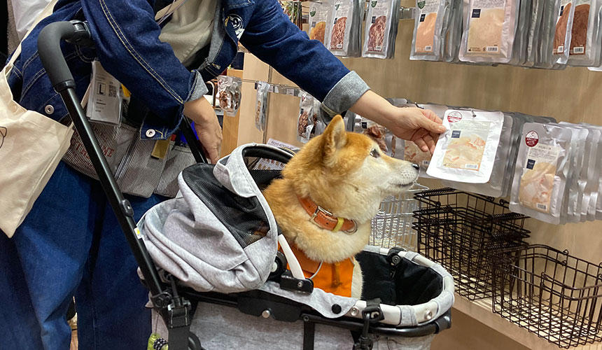 『柴犬あるある』の柴犬さんもお買い物をエンジョイ…？