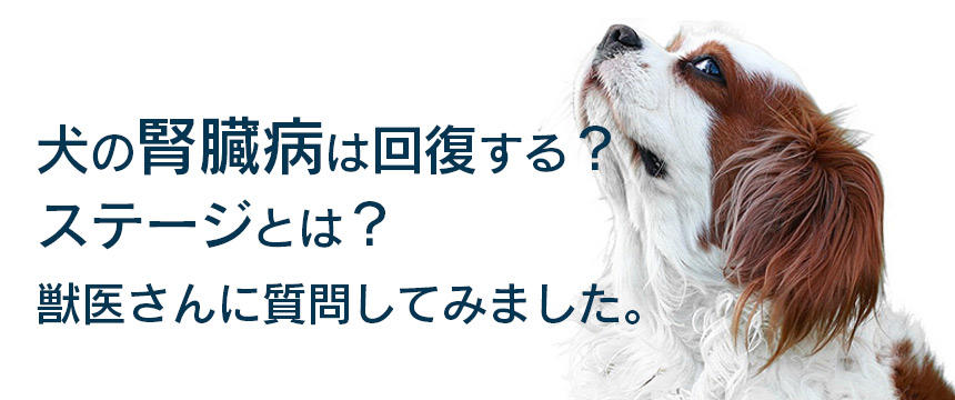 犬の腎臓病は回復するの？ステージって？獣医さんに質問してみました。[#腎臓病について]　 