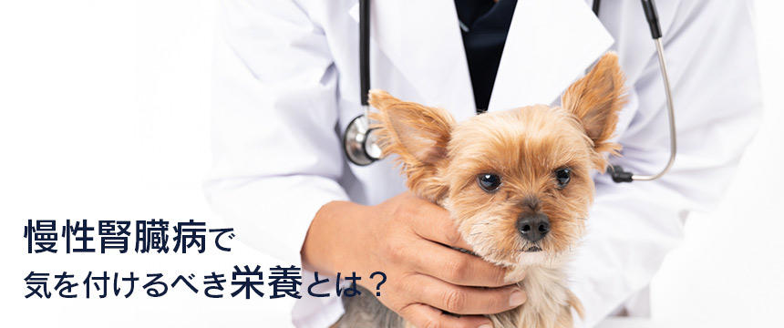 慢性腎臓病の犬が制限するべき「成分」とは？食事で注意したいポイントについて[#獣医師コラム] 