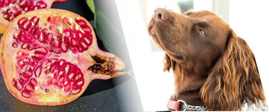 犬はザクロを食べられる？絶妙な栄養バランスで嬉しい効果。
