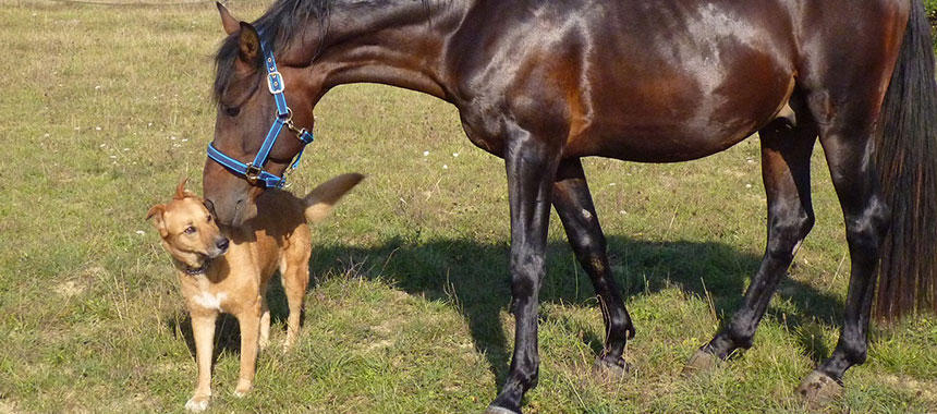 犬馬の心　～犬の故事成語・ことわざ講座～