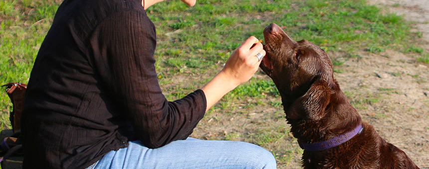 犬の故事成語・ことわざ講座　～われを愛する者はわが犬も愛す～