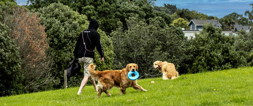 広いドッグランやカフェで過ごす、オークランドの犬風景～南半球のDog's letter～