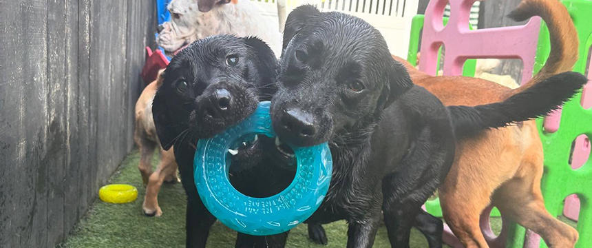 日本とはどう違う？NZの犬のためのデイケアセンターをご紹介～南半球のDog's letter～