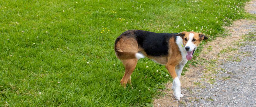 日本とは違う？NZのフィラリアとノミ・ダニ予防について～南半球のDog's letter～