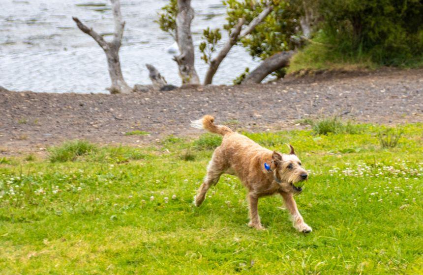 野外で遊び機会が多いニュージーランドの犬たち。ノミ・ダニのケアは通年必須です。