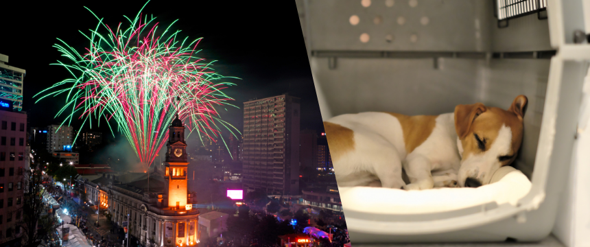 犬たちのストレスを緩和。NZの国をあげての花火大会に備えた動物のためのコンサートとは？～南半球のDog's letter～