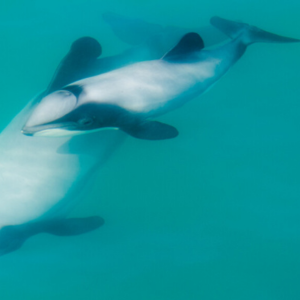 希少なヘクターズ・ドルフィン。丸みを帯びた背びれが特徴。