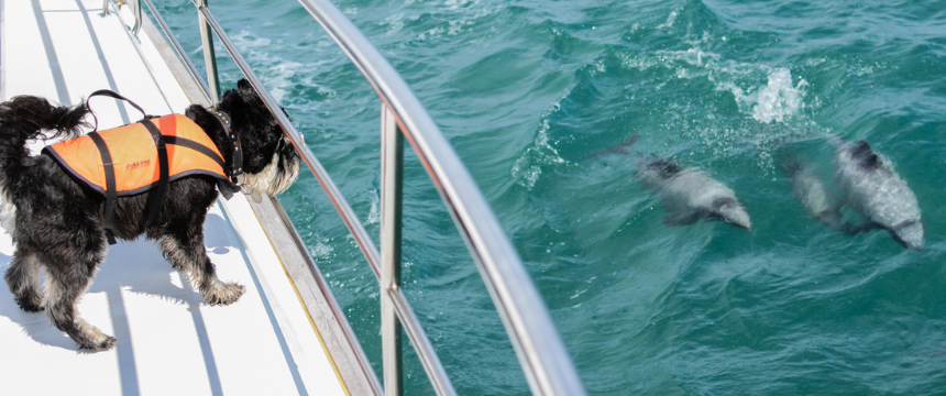 優れた聴覚で大活躍！船で働くドルフィン・ドッグのお仕事～南半球のDog's letter～