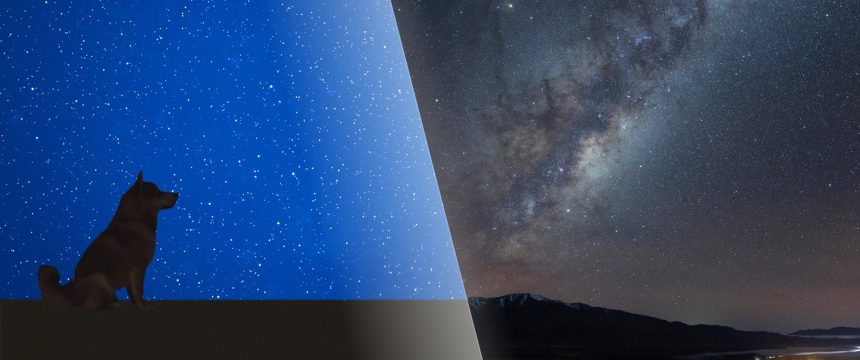 犬と一緒に星空観賞。マオリの新年マタリキをご紹介～南半球のDog's letter～