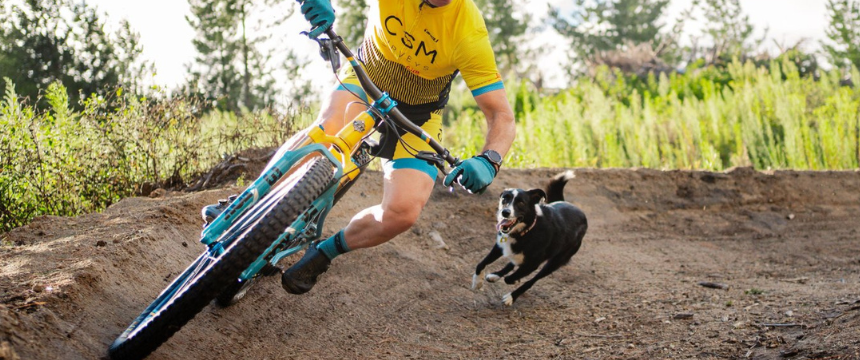 犬連れで野山を疾走！NZのマウンテンバイク事情とは？～南半球のDog's letter～