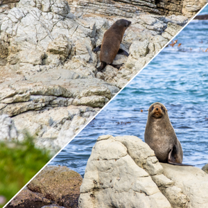 ニュージーランドの海岸ではオットセイがよく見られます。