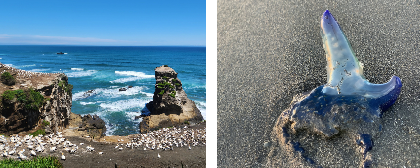 左：カツオドリのコロニー(集団)／右：カツオノエボシ(英語ではブルーボトル)