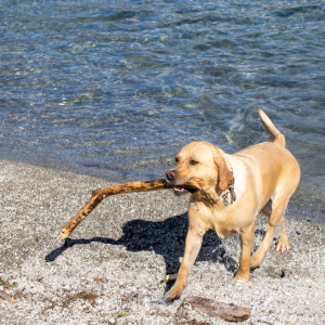 おもちゃやボール、木の枝など犬の気を引くものを持参することが推奨されています