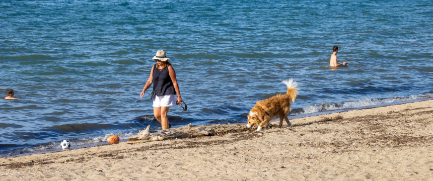 どんな対策が必要？犬を海へ連れて行くには～南半球のDog's letter～