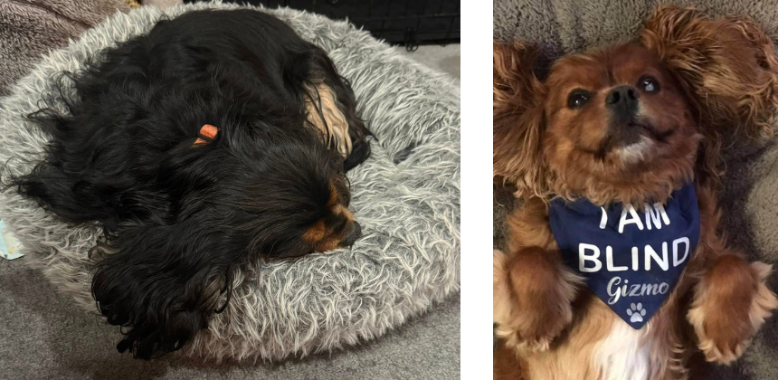 のんびりお昼寝したり、自宅で過ごすのと同じように過ごせるパウサム・ドッグケア。画像右はミシェールさんの愛犬ギズモ。