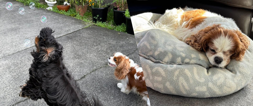 シニア犬に特化した預かりサービス「パウサム・ドッグケア」を取材～南半球のDog's letter～