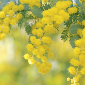 オーストラリアの国花でもあるワトルはニュージーランドでも一般的な植物です