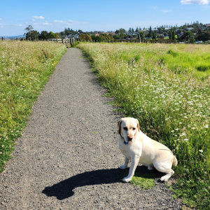 花粉症を発症しやすい犬種といわれるラブラドール