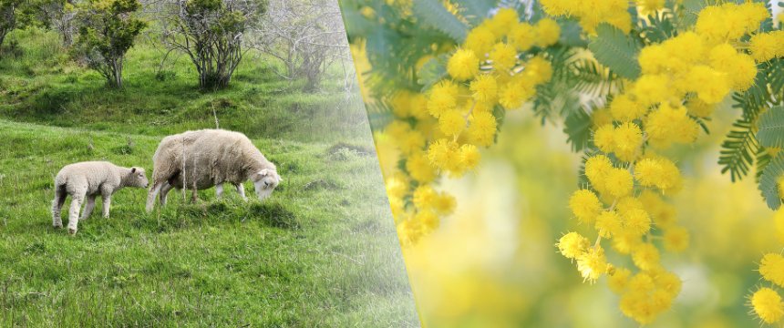 犬にも対策が必要？NZの花粉症とは～南半球のDog's letter～