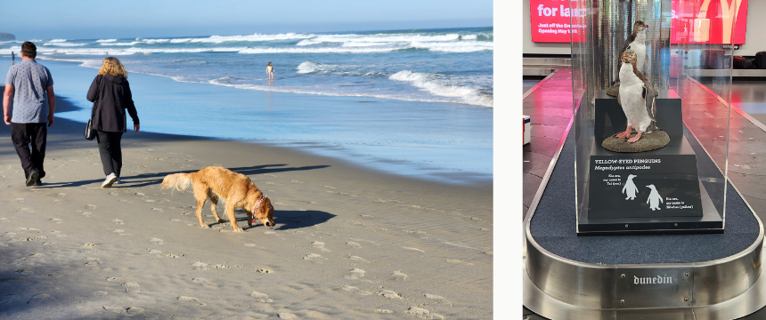 左：ダニーデンのビーチ／右：ダニーデン空港に飾られているキガシラペンギンのはく製。Traffic Light Bandanasはこうした野生動物保護の啓もう活動も兼ねています。