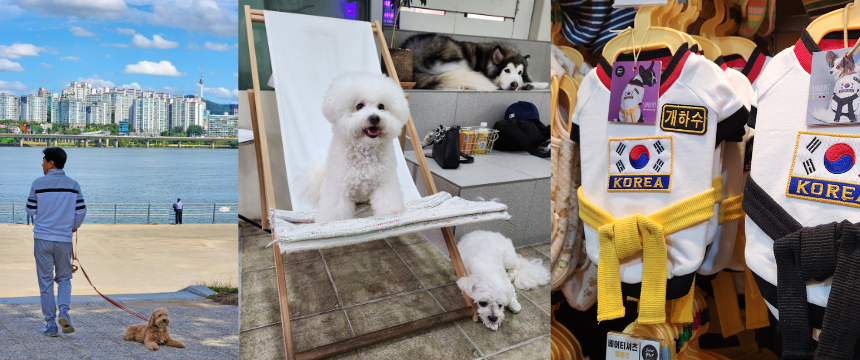 愛玩から伴侶へ。韓国・ソウルの犬事情とは？～番外編・南半球のDog's letter～