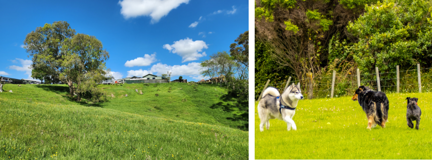 写真左：Brookby Lodgeの外観。ファーム地帯にあり、広々とした緑地で犬たちが遊べます。