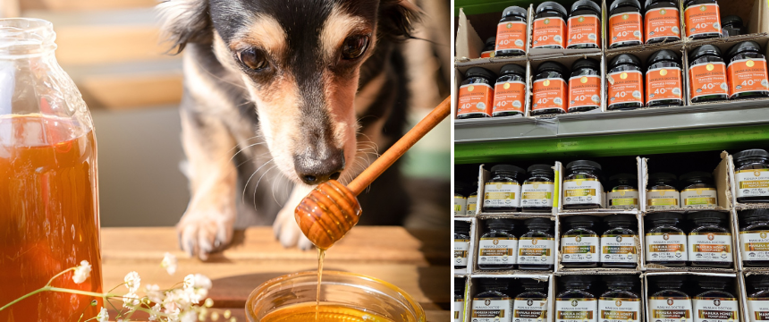 NZの特産品！マヌカハニーは犬にも効能あり？～南半球のDog's letter～