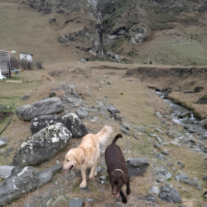 ブラディとステラ