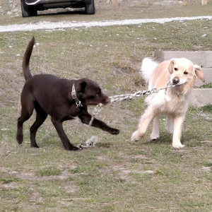 ブラディとステラ