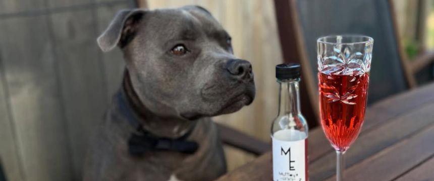 犬と一緒に晩酌できる?!NZで注目のペットワインとは～南半球のDog's letter～
