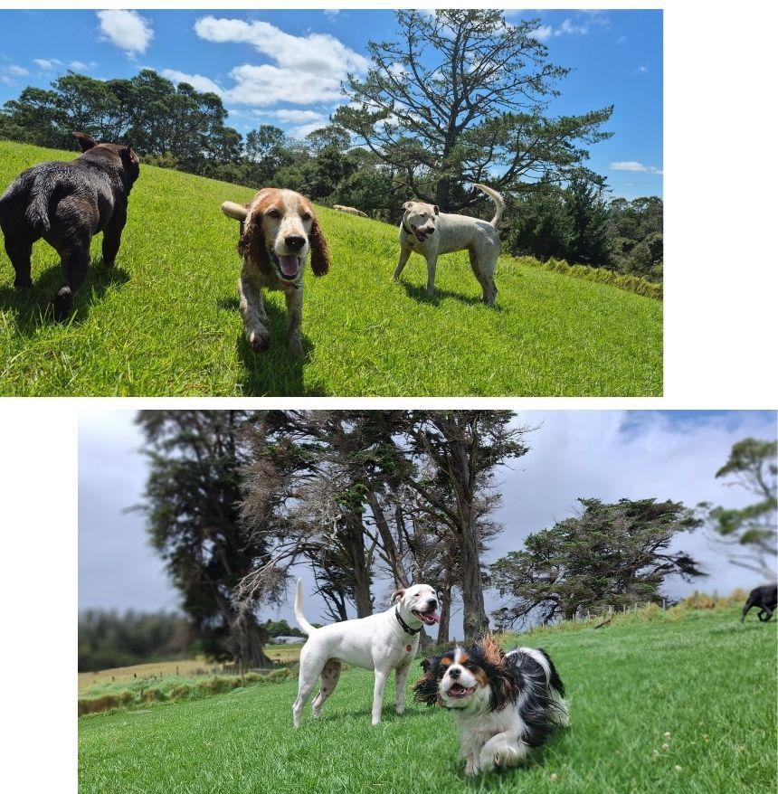 ファーム内の犬たち。自由に走り回ります。