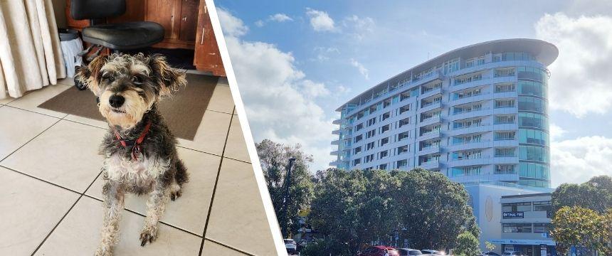 犬のおやつも運ぶ！100年以上続くNZの郵便船をご紹介～南半球のDog's letter～