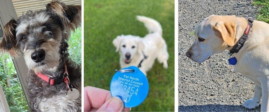 使い捨てから一生モノへ。プラスチックフリー月間に見るNZの犬タグの変化とは？～南半球のDog's letter～