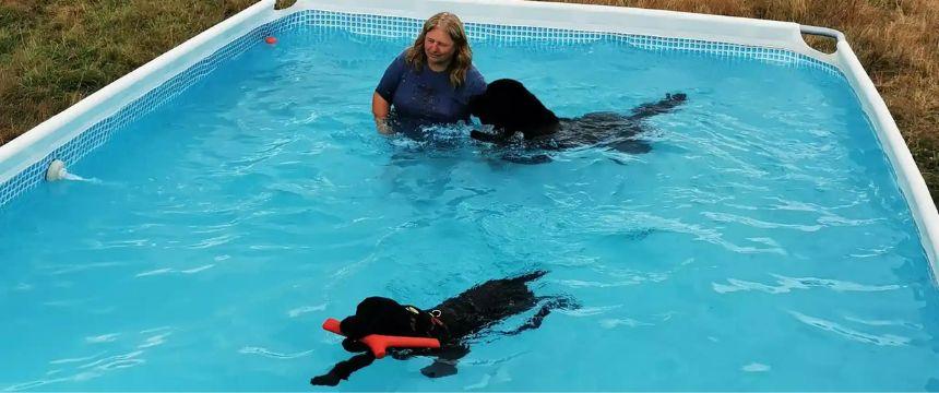 ニューフランズ社のドッグパークでの水泳レッスンの様子