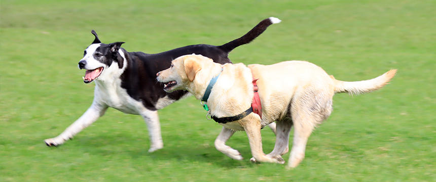 大きな犬も元気いっぱい遊びまわっています。