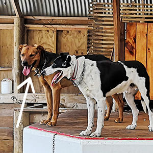 奥の茶色い犬がハンタウェイ。もとは牧場などで活躍していた作業犬で、飼い主と何かをするのが大好きです。