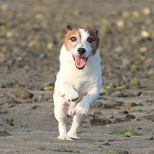 ニュージーランドでは小型犬もアクティブな傾向。オンとオフを切り替えて楽しむタイプかも。