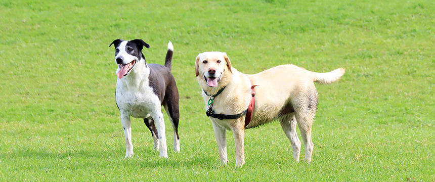 日本とは違う？ニュージーランドの人気犬種事情～南半球のDog's letter～