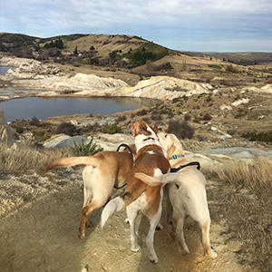 天真爛漫な大型犬3頭。