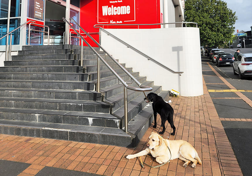 家族の買い物を待つ犬たち。この店舗にはありませんが、犬の水入れが用意され、犬をつないでおけるスペースを設けているスーパーもあります。