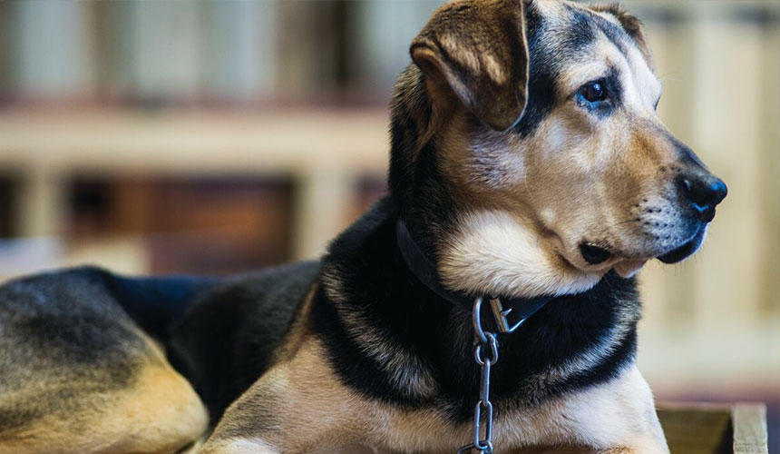 ニュージーランドで広く知られる牧羊犬種、ハンタウェイ。元気で意欲にあふれた働き者な犬種だそうです。