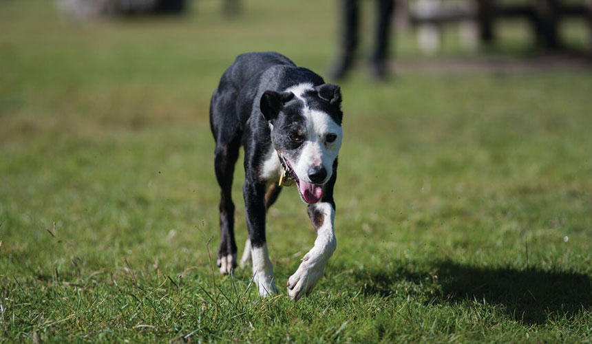 こちらはヘディングドッグ。物静かな仕事人気質の犬なのだとか。鍛えられた体がカッコいいですね！