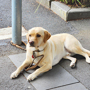 動物検疫の証明書など、用意しなくてはならない書類の種類は多かったりします。事前の準備が大切ですね。