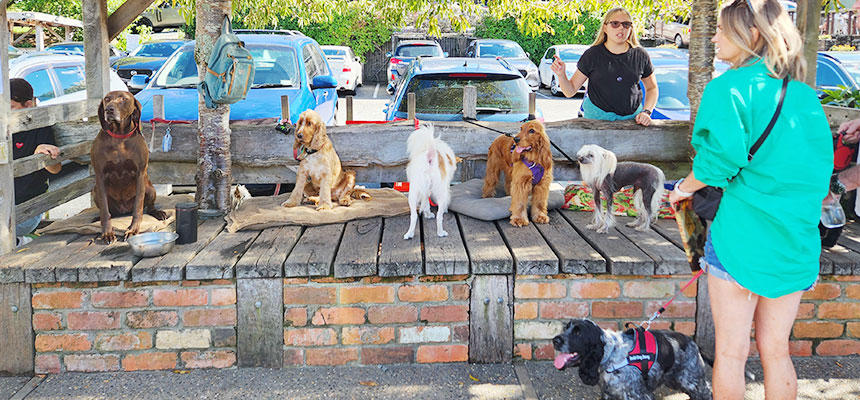 ニュージーランドでは、日常的にたくさんの人や犬との触れ合いがあります。このことが人はもちろん、犬たちにも共通する「フレンドリーな国民性」に影響しているのかもしれません。