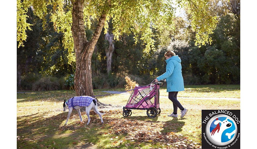 アスリートのような肉体を持つ犬でも、やがて体は衰えます。そんな時にできることは何なのでしょうか？