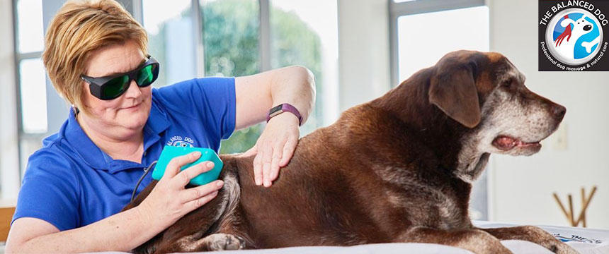 NZのドッグ・マッサージ誕生秘話。アスリート犬のケアを考える～南半球のDog's letter～