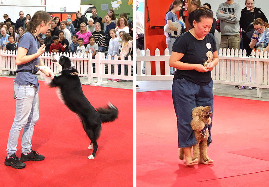 華麗にダンスを踊って見せる犬たち。観客たちも思わず笑顔に。